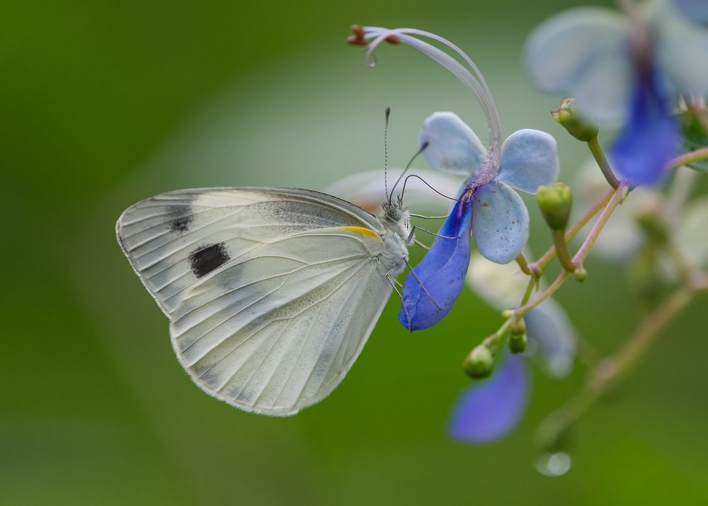 Photograph by Chan Benny