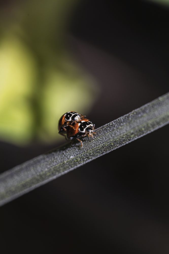 Photograph by Hillel Shatz