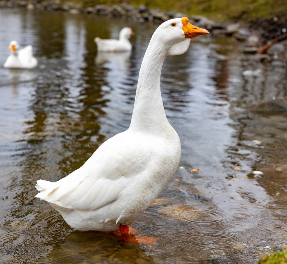 Photograph by Анастасия Малахова