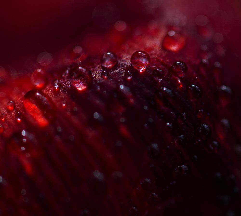 Photograph by Нина Любарская-Мерц