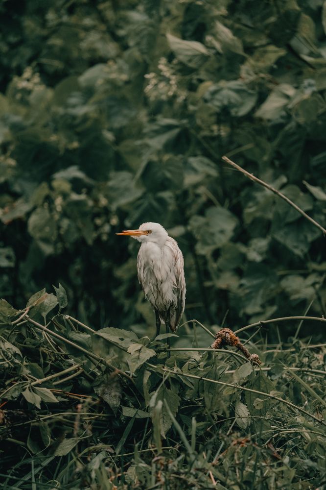 Photograph by subi s binu