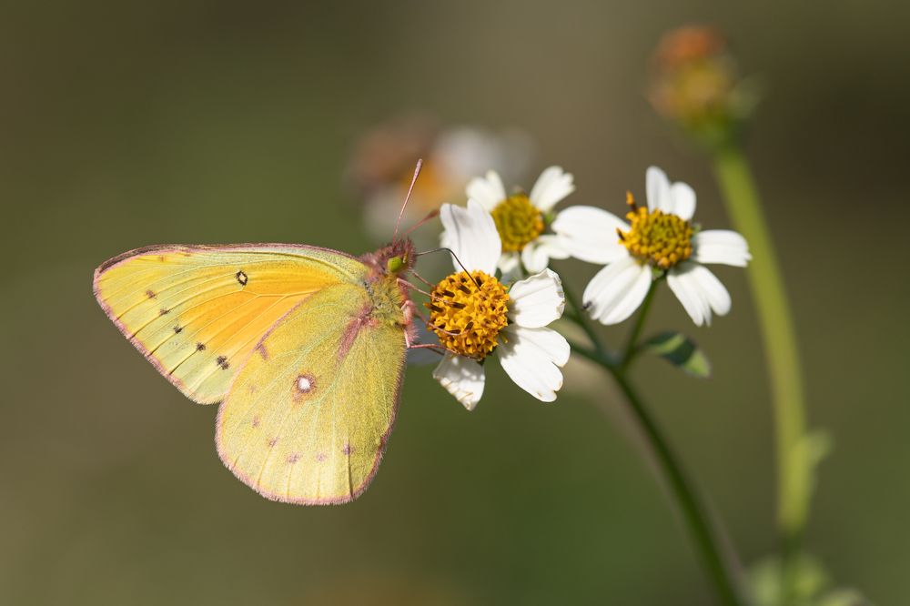 Colias lesbia