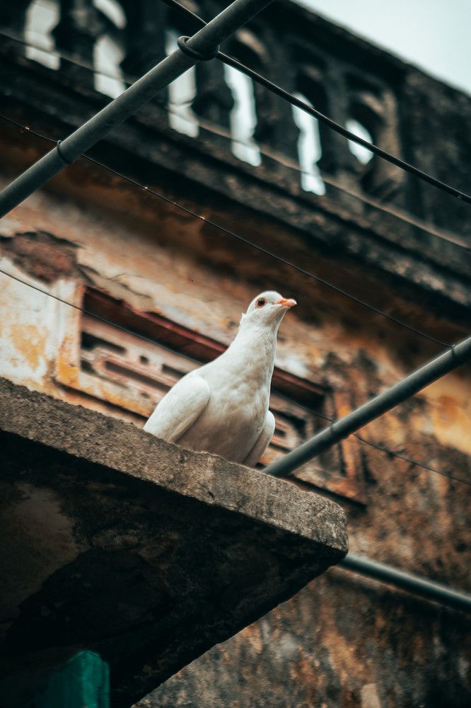 Photograph by Duc Anh Nguyen Hai