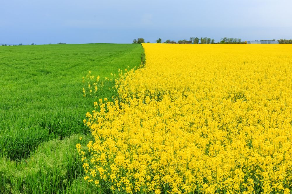 Рапсовый импрессионизм.