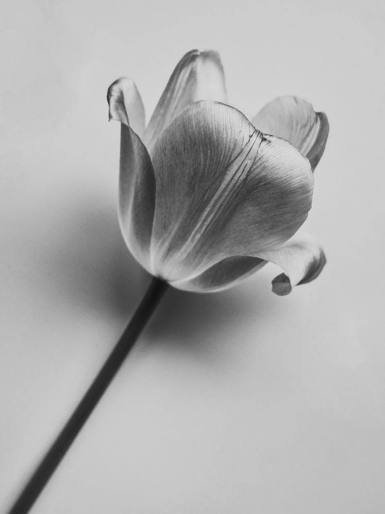 Photograph by Anna Vlasova