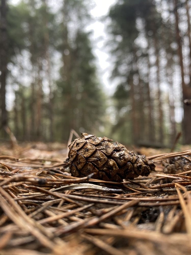 Photograph by Елена Гущина