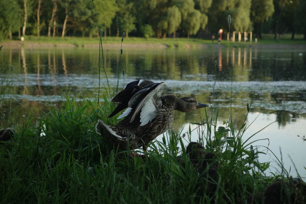 Photograph by Дарья Гришина