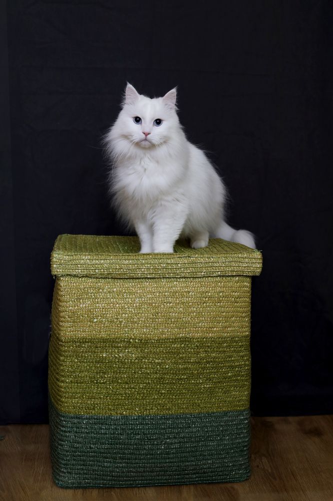 Photograph by Roza Kenarova