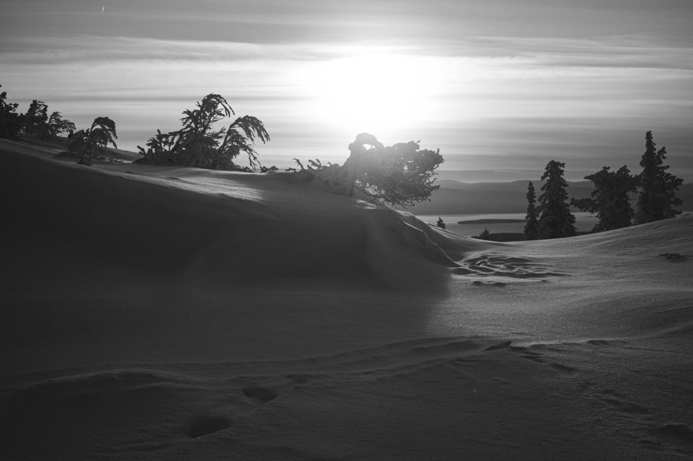 Снежный оазис