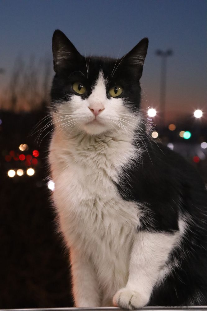 Photograph by Roza Kenarova