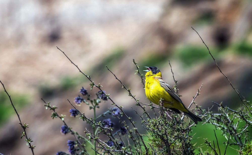 Photograph by Adl Abdolahi