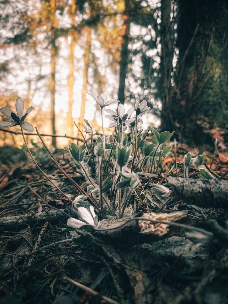 Photograph by Сергей Плюто