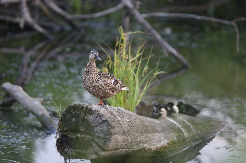 Photograph by Oksana Shchegolkova