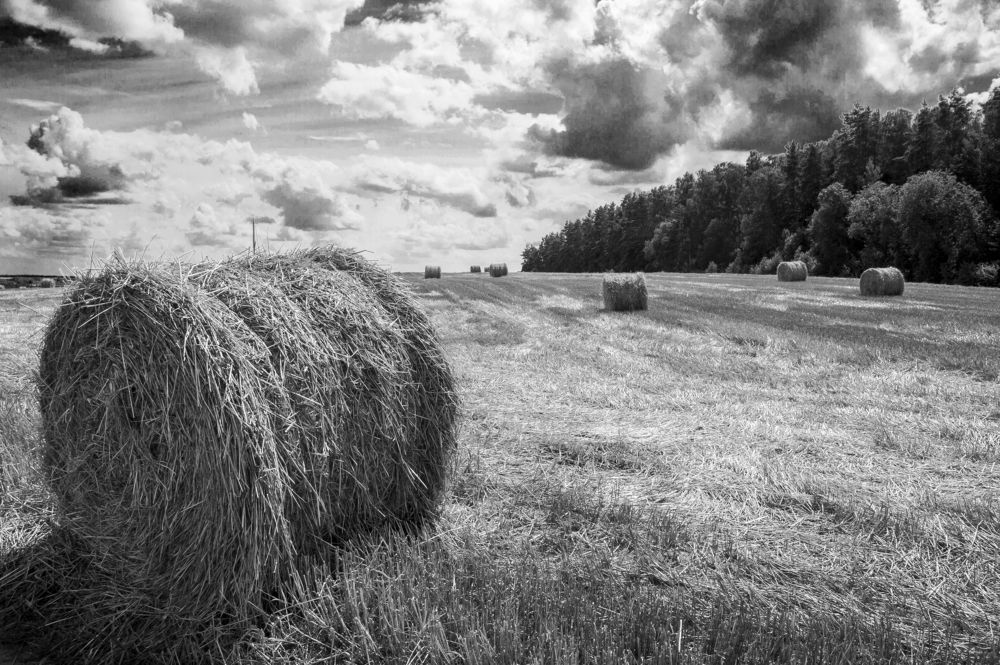 Жатва - 2 (ч-б)