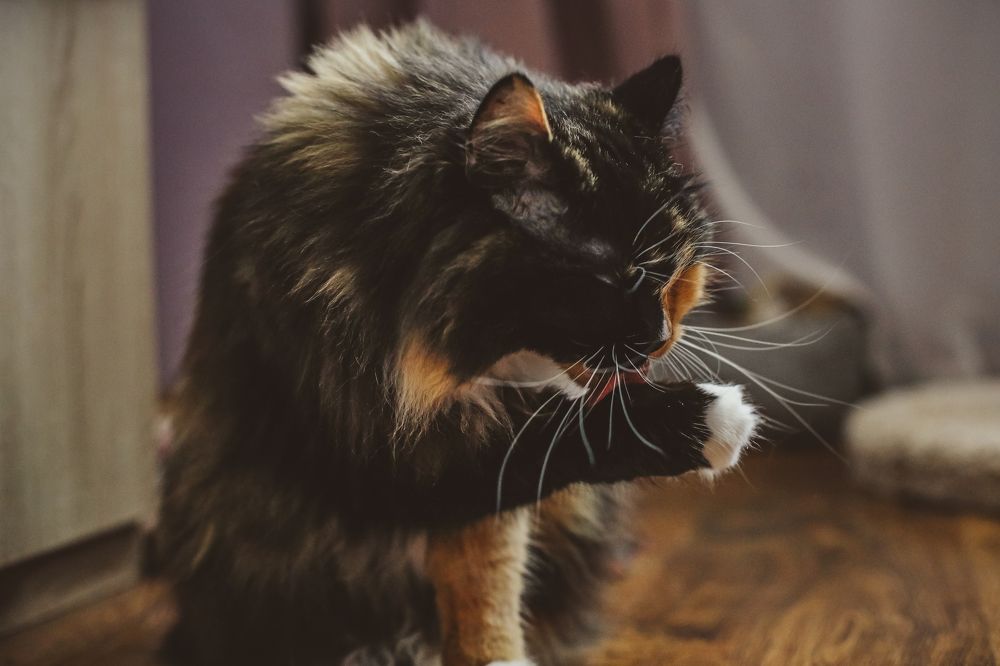 Photograph by Евгения Пугачева