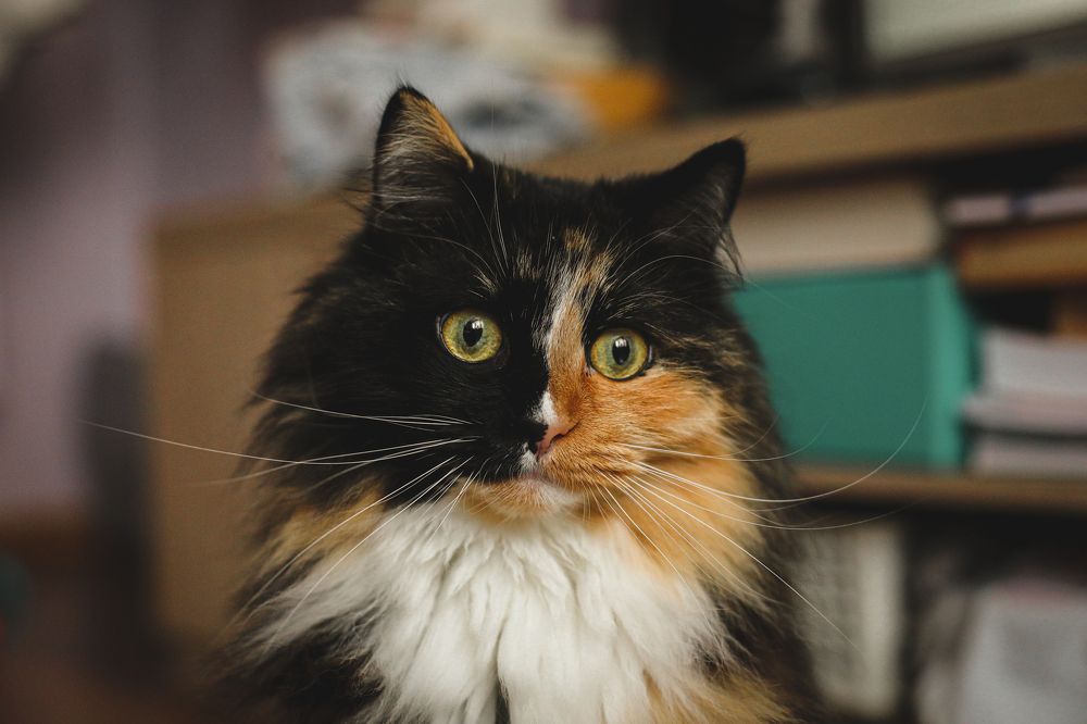 Photograph by Евгения Пугачева