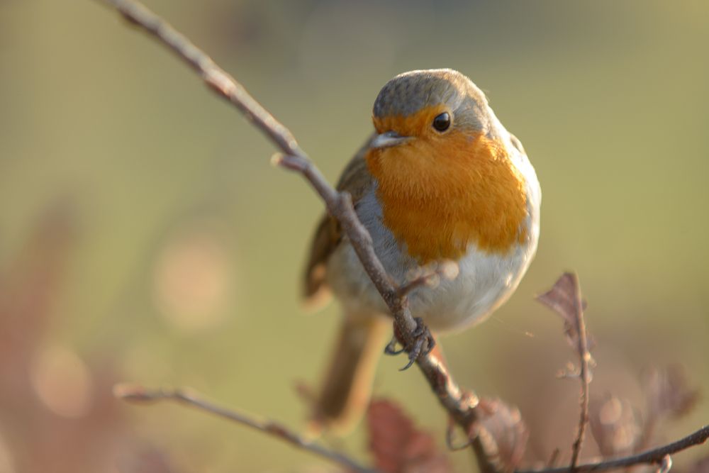 Photograph by Lucio Di Giovannantonio