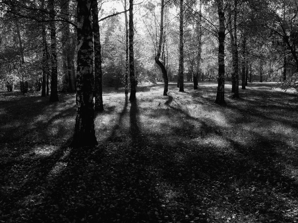 Photograph by Светлана Барабанова