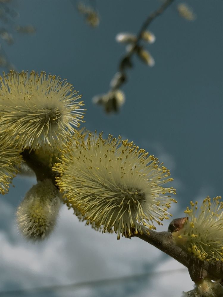 Photograph by Лидия Алесханова