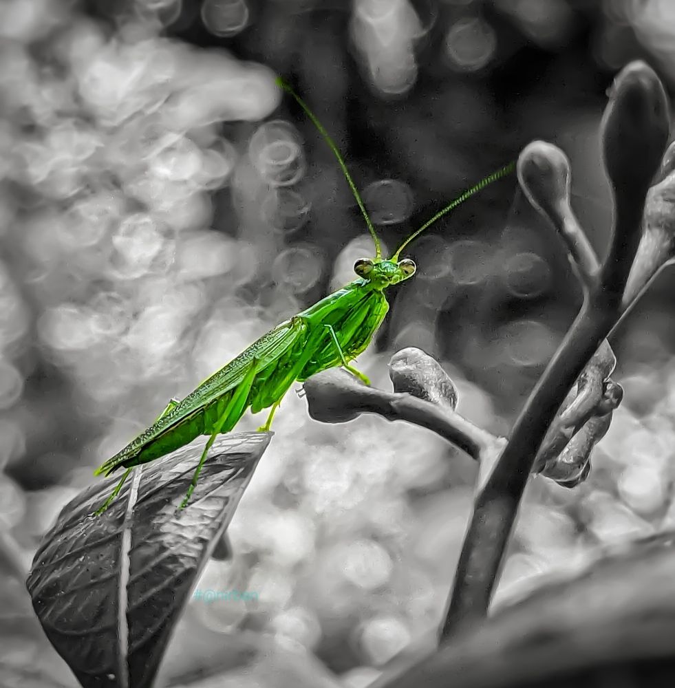 Photograph by Anirban kundu