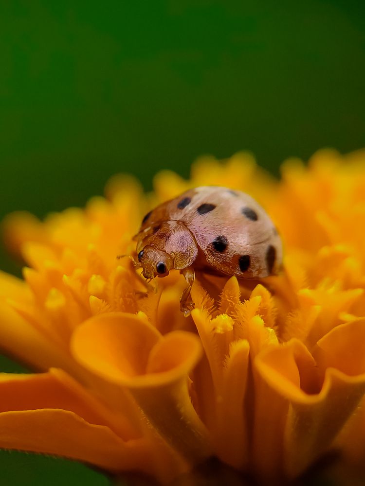 Photograph by Animesh Satapathy