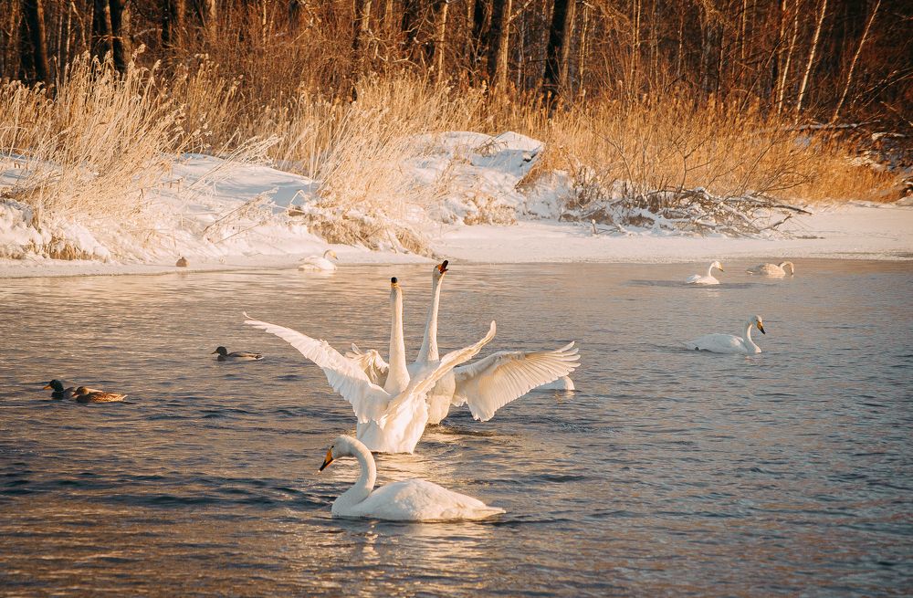 Photograph by Ирина Шерина