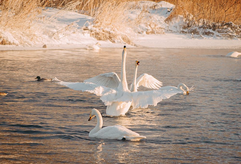 Photograph by Ирина Шерина