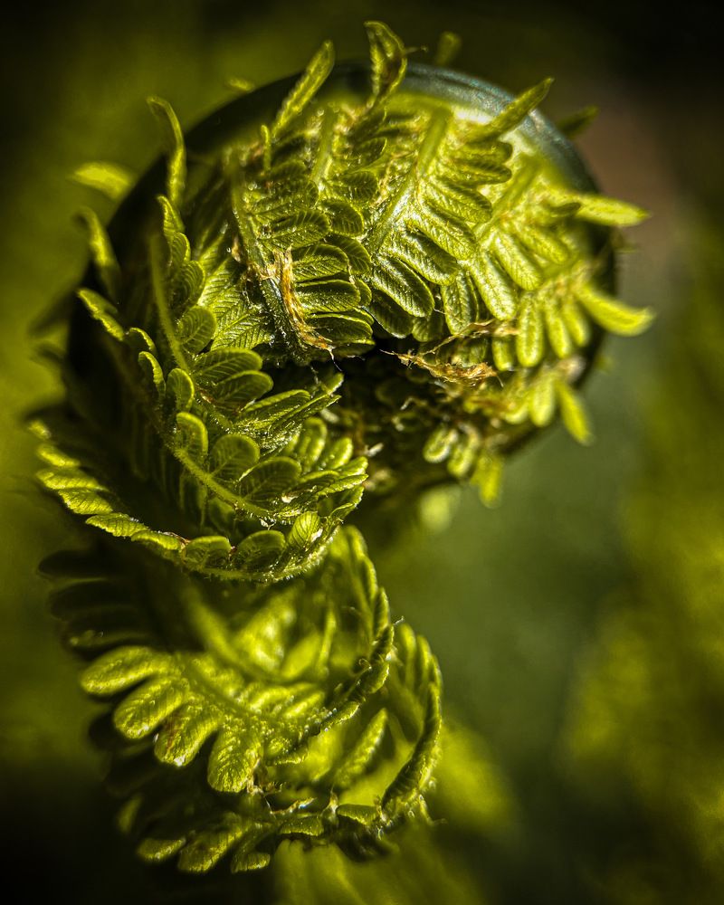 Мобильная фотография