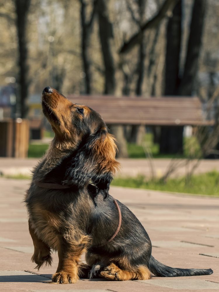 Послушание