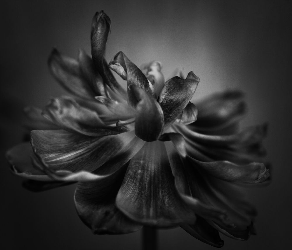 Photograph by Viktoria Vavilkina