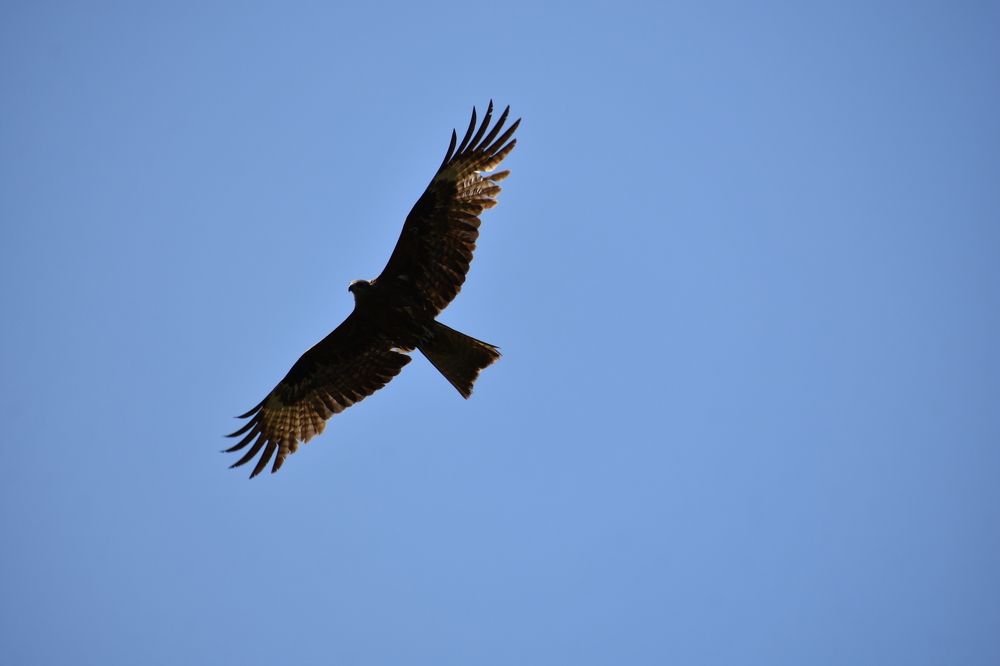 Коршун в полете.