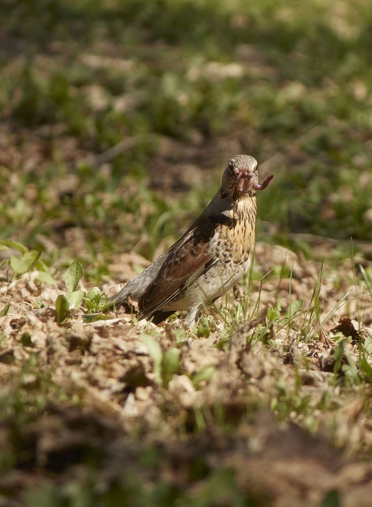 Photograph by Нежданна Казаченко