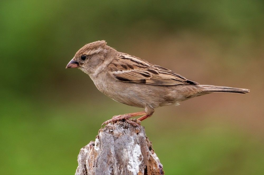 Photograph by Vishnu Panicker