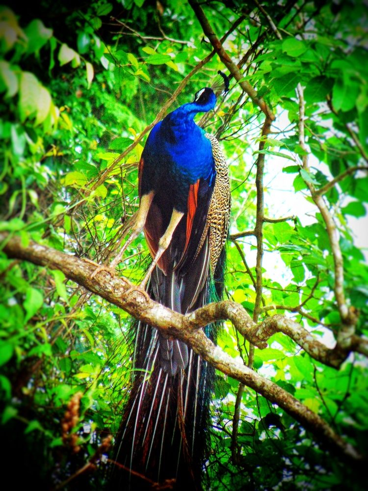 Photograph by Ruchika Kalangutkar