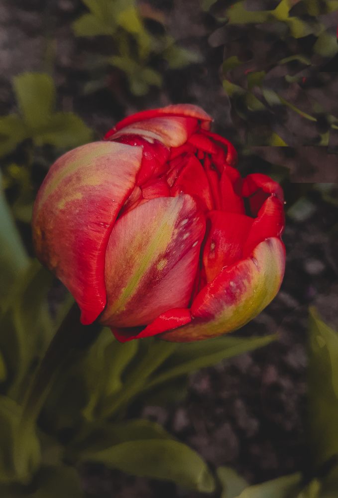 Photograph by Елена Твардовськая