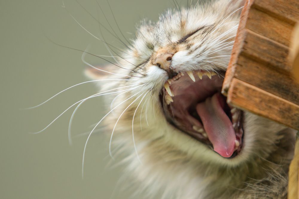 Photograph by Татьяна Семенова