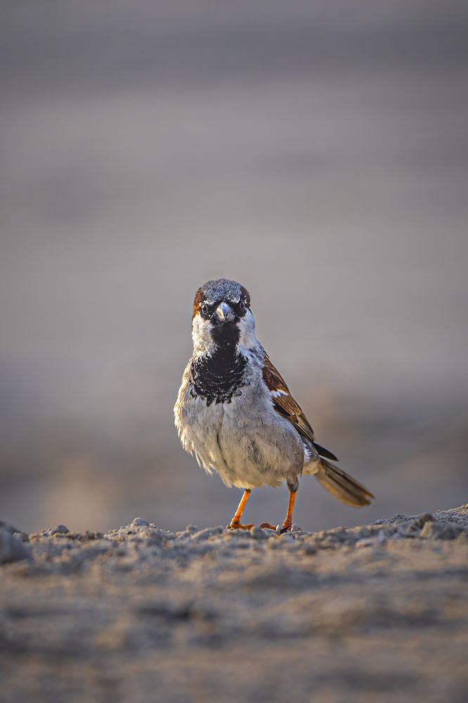 Photograph by Jayakumar MN