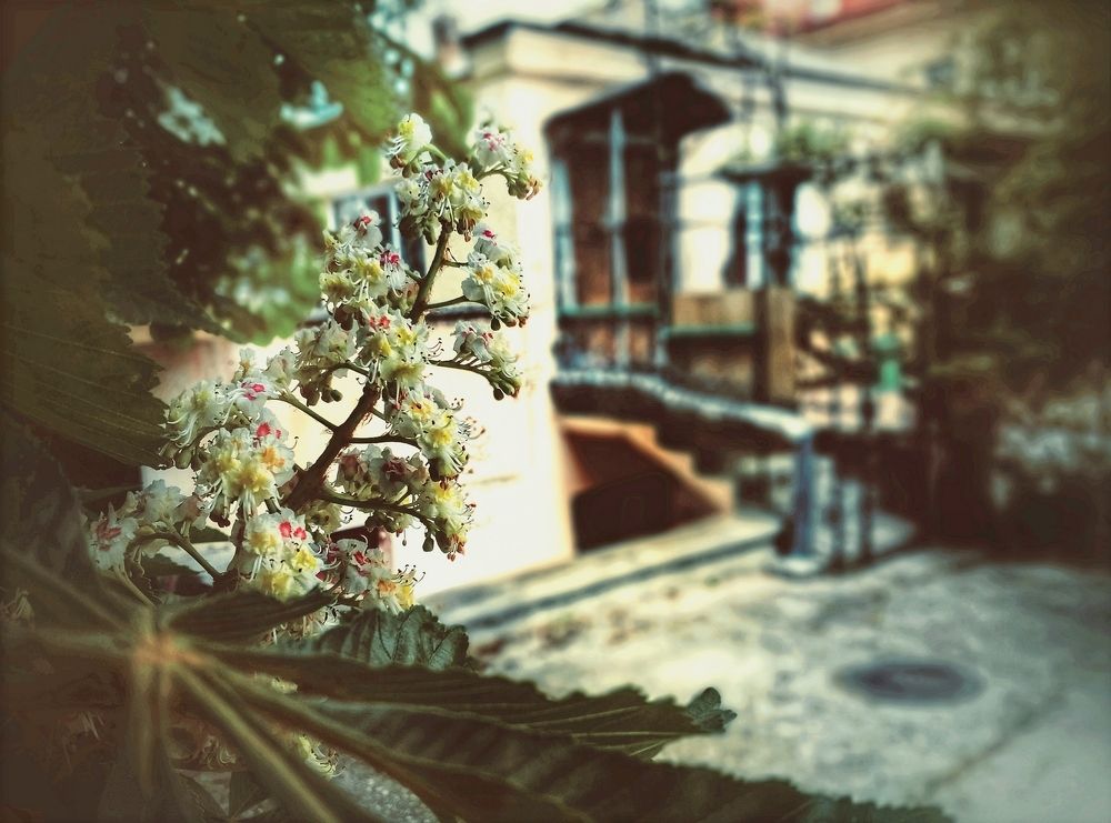 Каштан цветёт