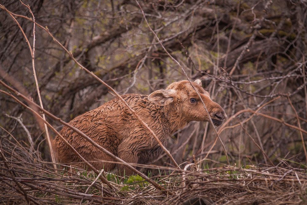 Photograph by Станислав Напалкин