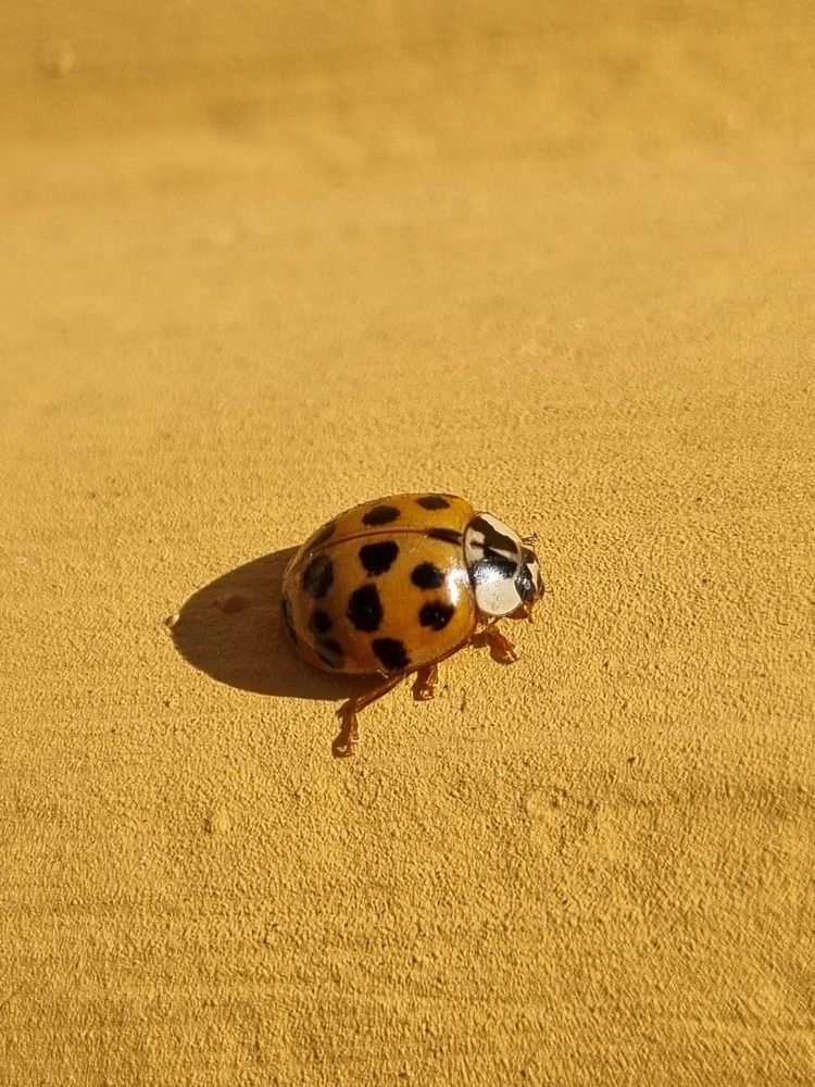 Photograph by Elena Tamošauskaitė