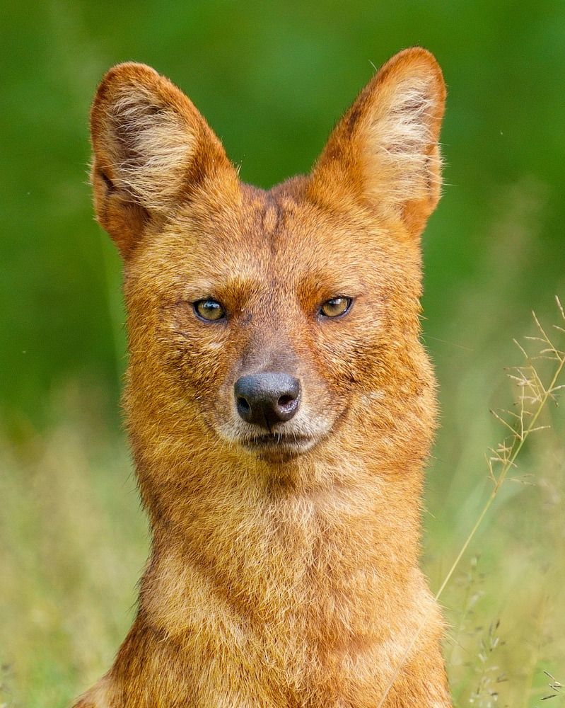 Photograph by Jayavignesh Hariharan