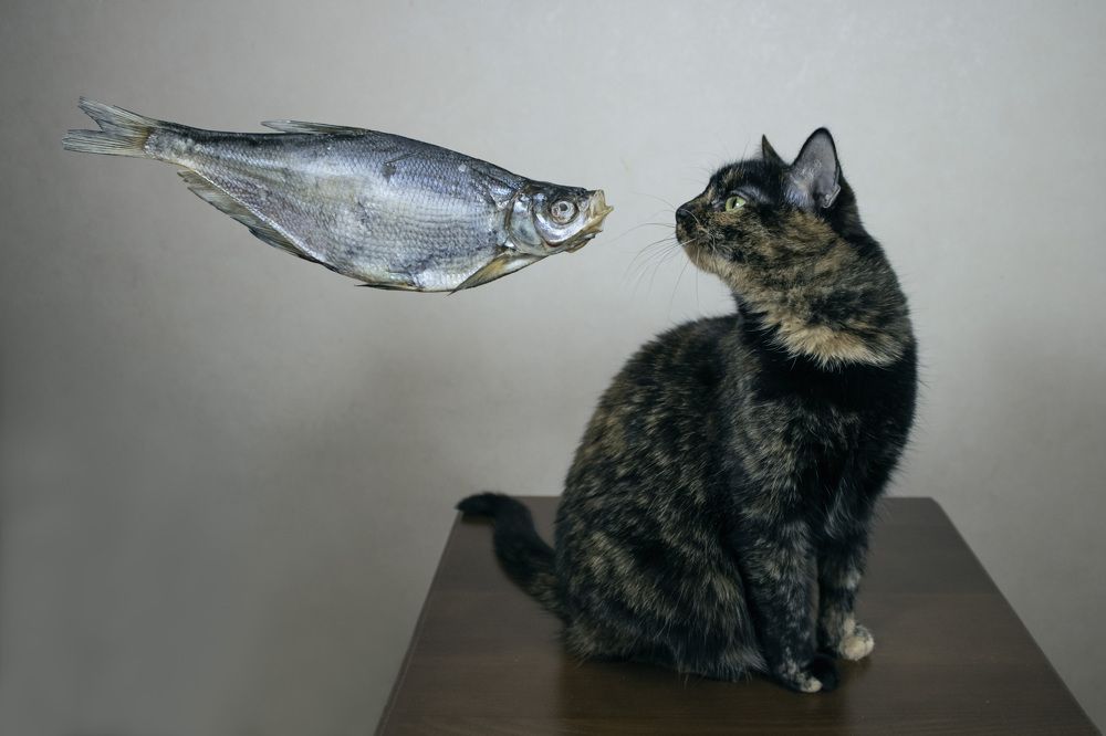 Photograph by Елена Коровкина