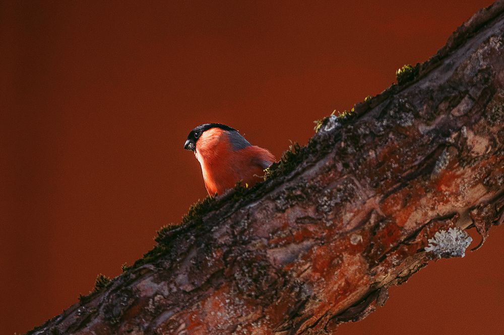 Photograph by Наталья Антипас