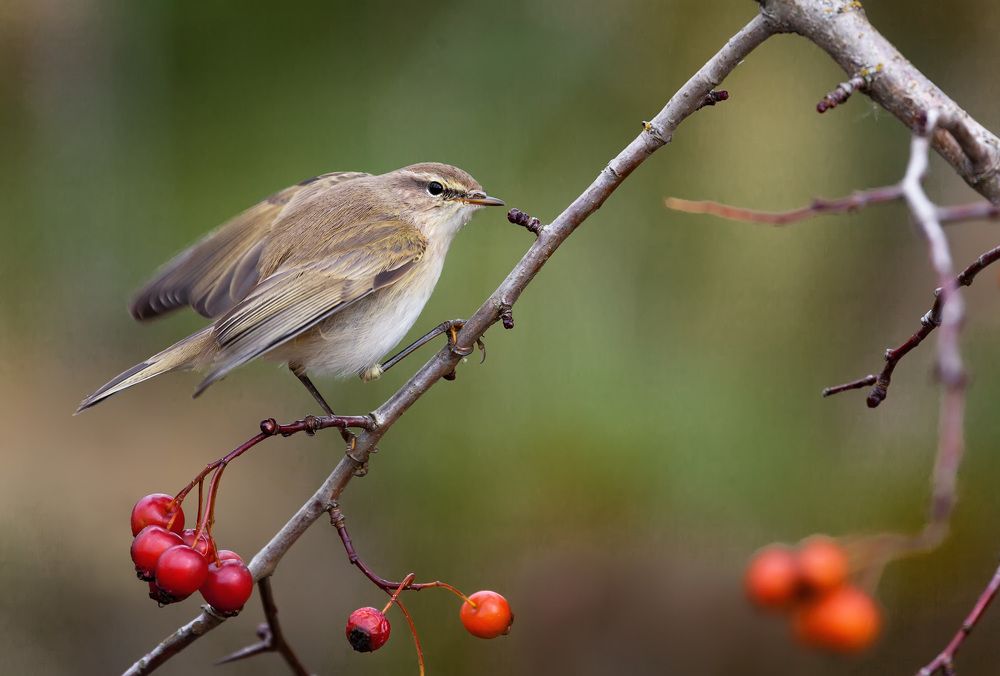 Пеночка-теньковка