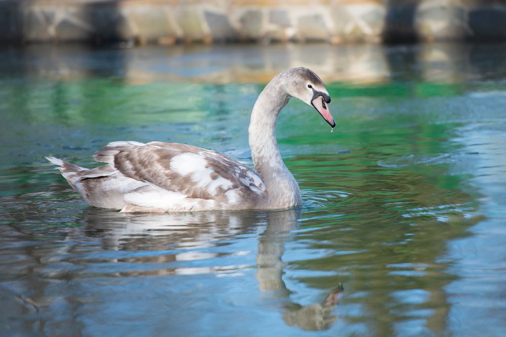 Photograph by Kovaleva Irina