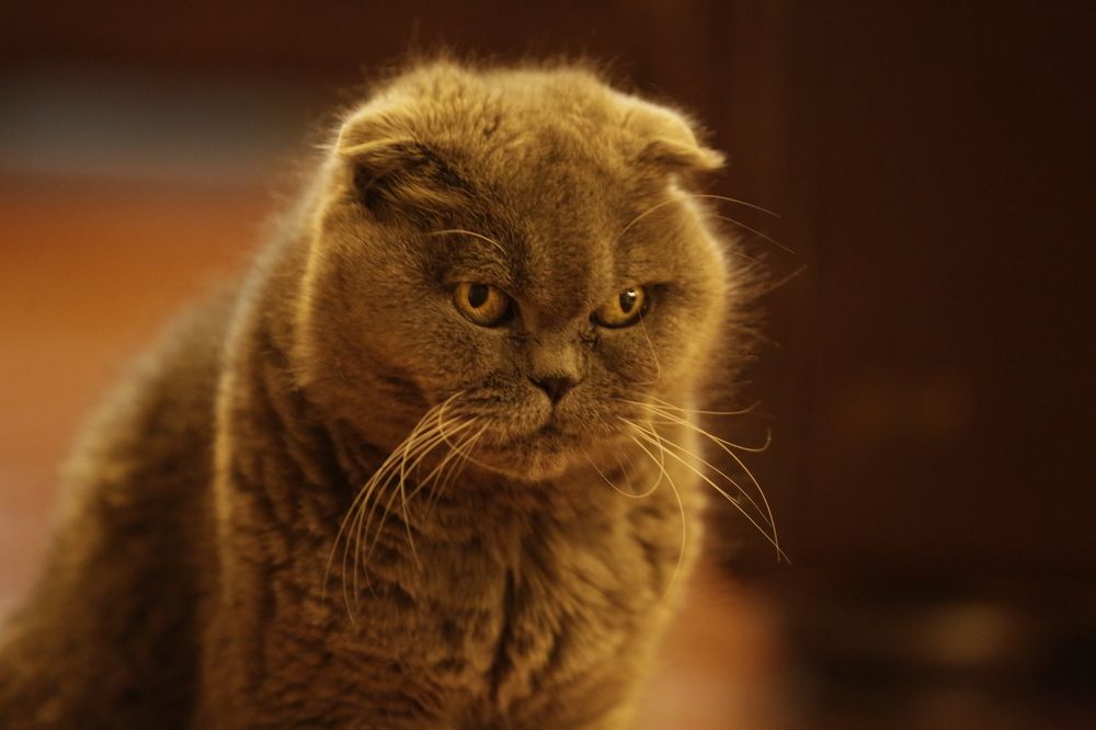 Photograph by Oksana Shchegolkova