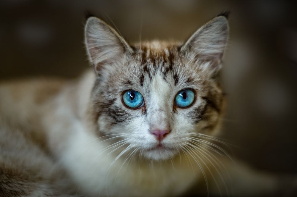 Фотография автора Gabriel de Araujo Almeida