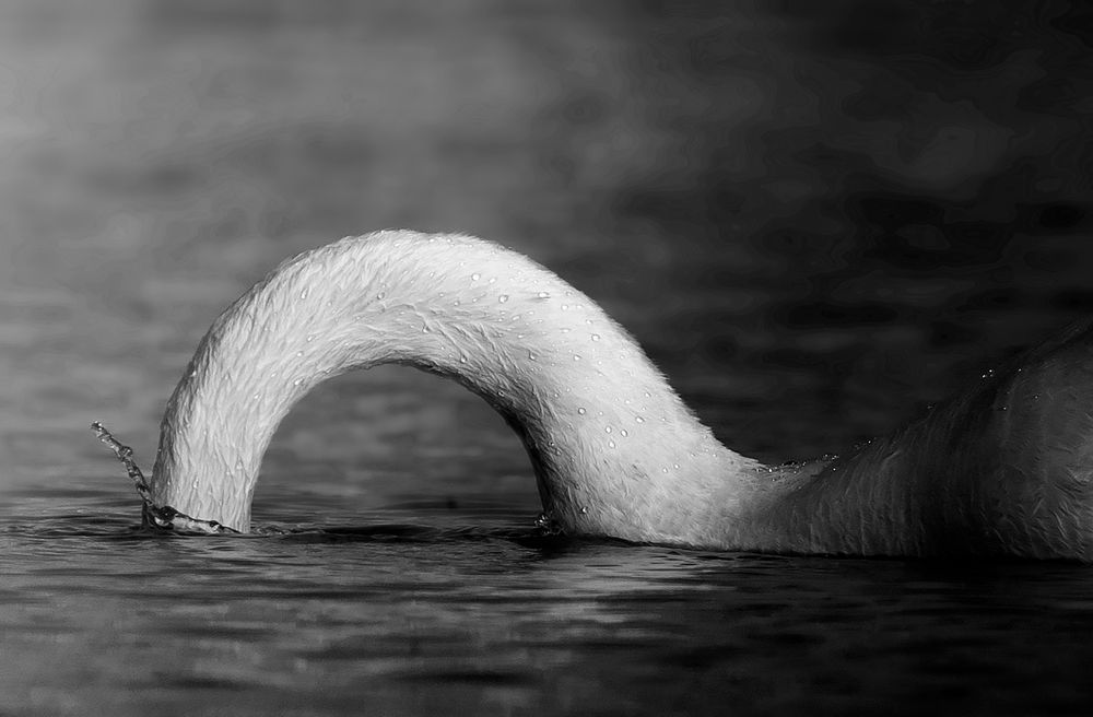 Trumpeter swan