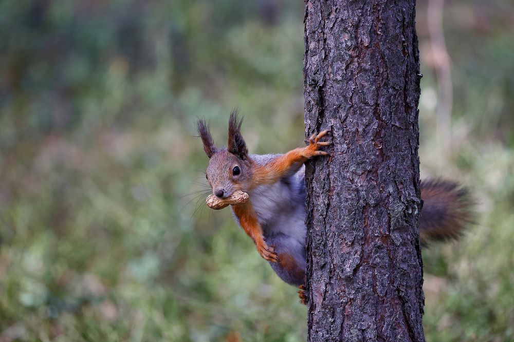 Photograph by Валентин Колинько