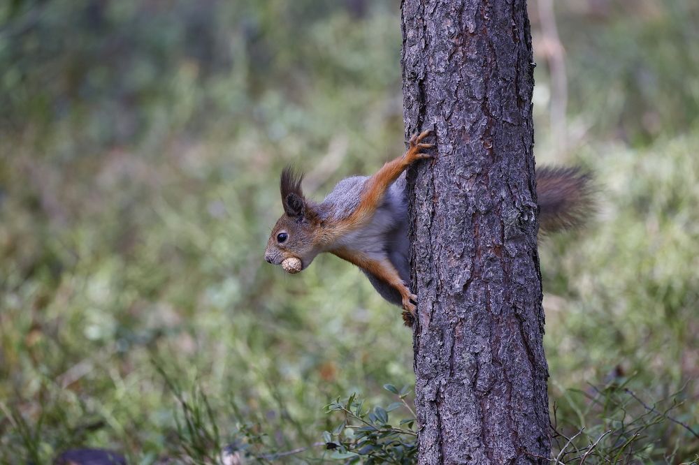 Photograph by Валентин Колинько